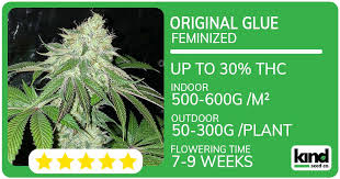 Everything You Need to Know About Marijuana Seeds Connecticut Everything You Need to Know About Marijuana Seeds Connecticut
