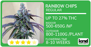 Everything You Need to Know About Marijuana Seeds Connecticut Everything You Need to Know About Marijuana Seeds Connecticut